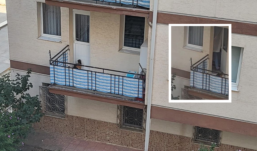 Eskişehir’de Balkona Mahkum Edilen Kedi Yürek Sızlattı