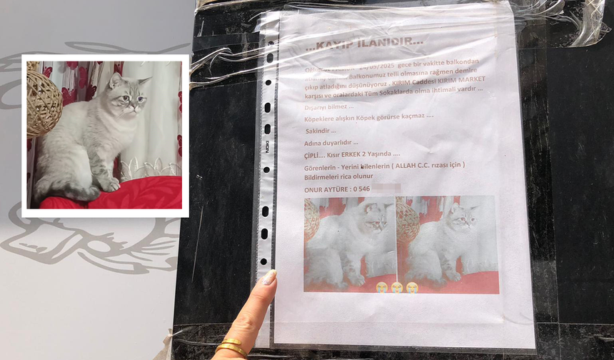Eskişehir’de Kedisini Ararken Yaşadıkları Umudunu Kırdı