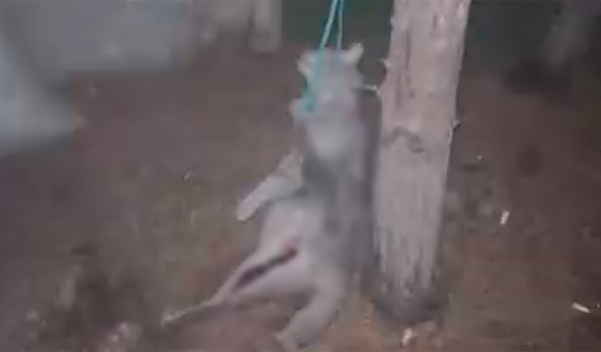 Eskişehir’de Korkunç Olay! Kedi Ağaca Asılarak Katledildi