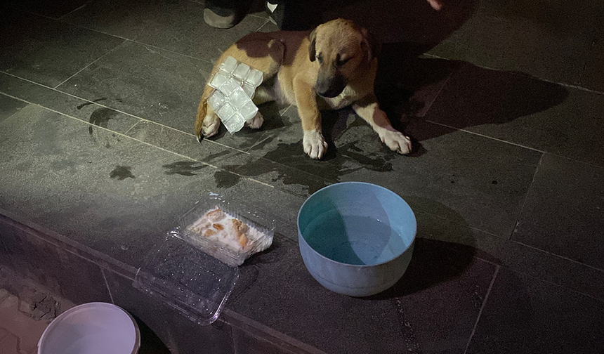 Eskişehir’de Sürücünün Çarpıp Kaçtığı Köpeğe Mahalleli Sahip Çıktı