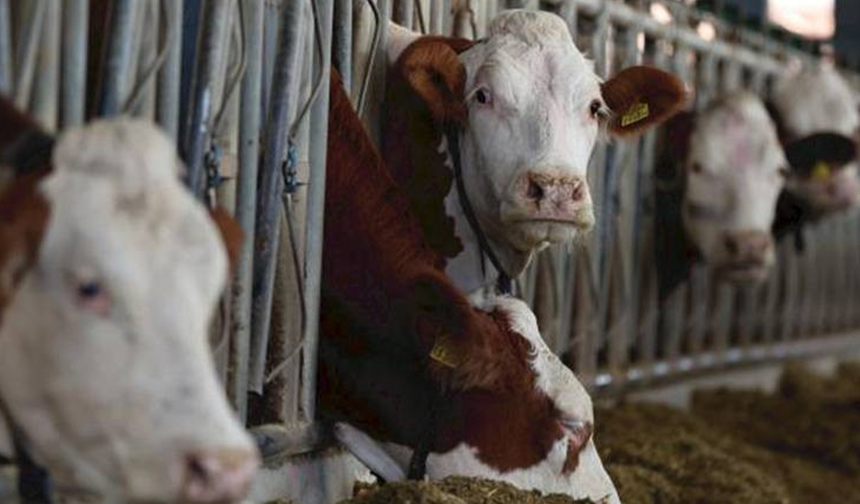 Vaka Sayısı Giderek Artıyor! Deli Dana Kabusu Geri Döndü!