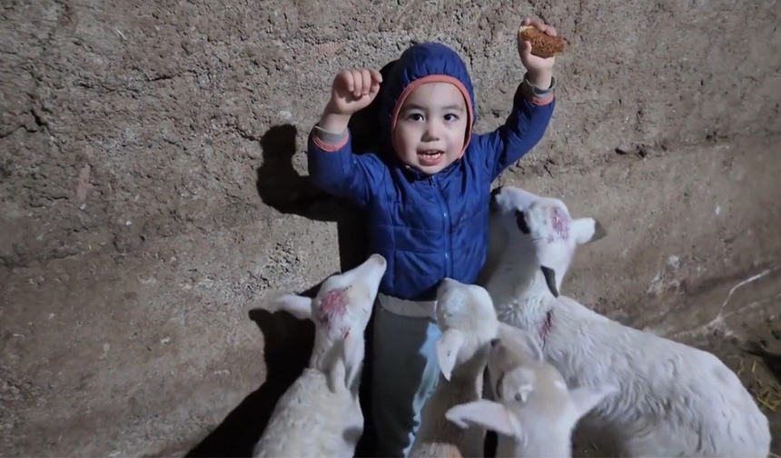 Eskişehir’de Kuzular Arasında Kalan Çocuğun Hali Gülümsetti!