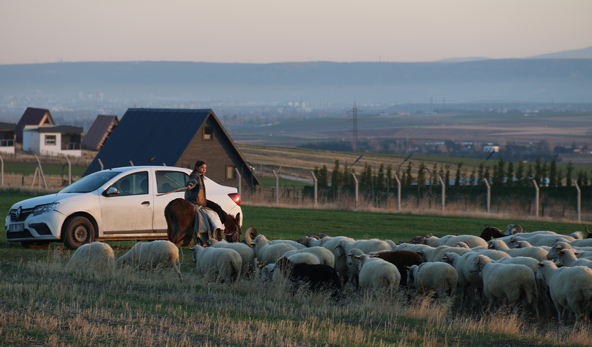 Eskişehir’de 9 Yaşındaki Minik Çoban Azmiyle Örnek Oluyor!