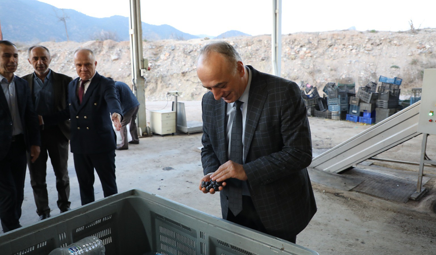 Eskişehir’in Akdeniz’i Zeytin Üretimiyle Öne Çıkıyor!