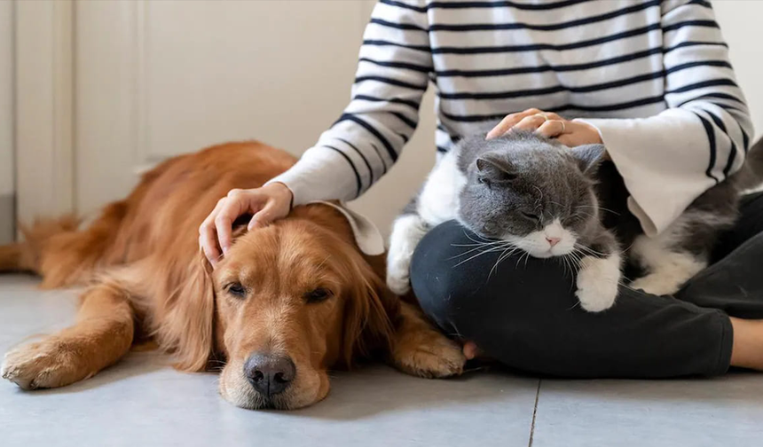 Evcil Hayvanı Olanlara Dikkat!  Son Gün Yaklaşıyor Cezalar Kapıda