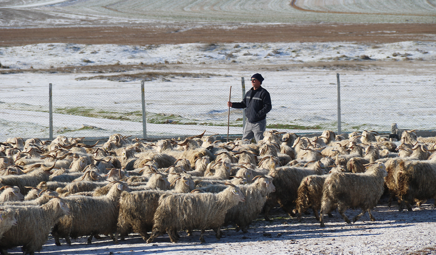 Nesli Tehlike Altındaki Özel Keçiler Eskişehir’de Yetişiyor!