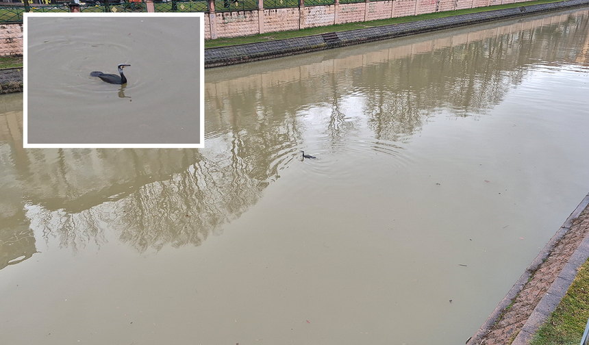 Eskişehir Porsuk Çayı’nda Karabatak Sürprizi!