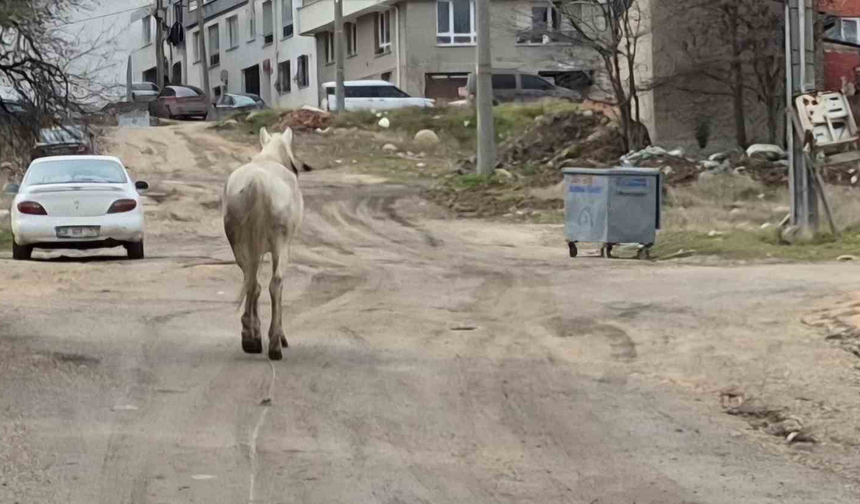 Eskişehir Sokaklarında Dolaşan Başıboş Atlar Dikkat Çekiyor!