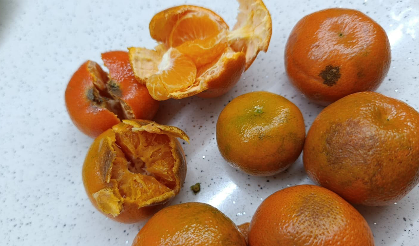 Eskişehir’de Pazardan Alınan Mandalinanın Yarısı Çürük Çıktı!