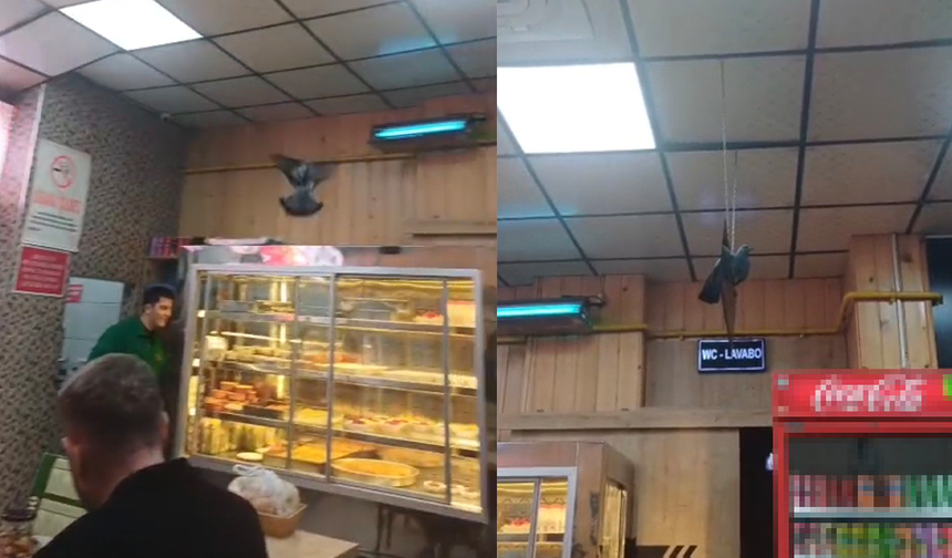 Eskişehir’de İftar Vakti Sevimli Misafir Ortalığı Karıştırdı