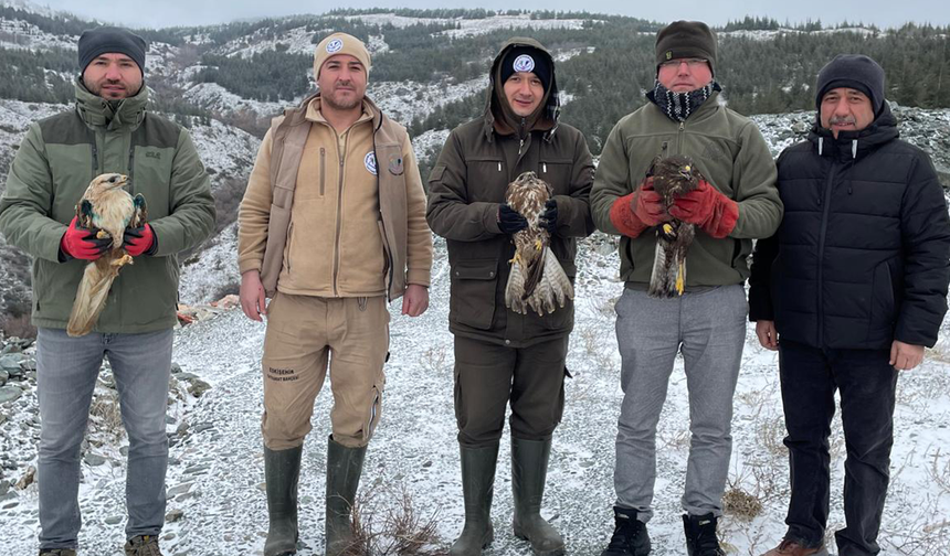 Eskişehir’de Tedavi Edilen Yırtıcı Kuşlar Doğaya Salındı!