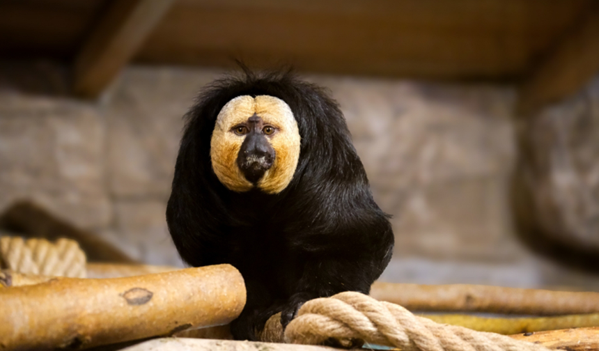 Eskişehir Hayvanat Bahçesi’ne 30 Yeni Tür Daha Getirildi!