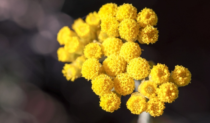 Eskişehir’de Altın Otu Yetiştiriciliği İçin Çalışmalar Başladı!