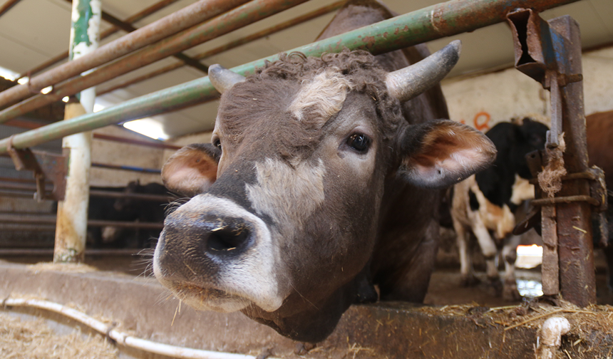 Eskişehir’de Bayram Öncesi Kurbanlıklar Tükenmeye Başladı!