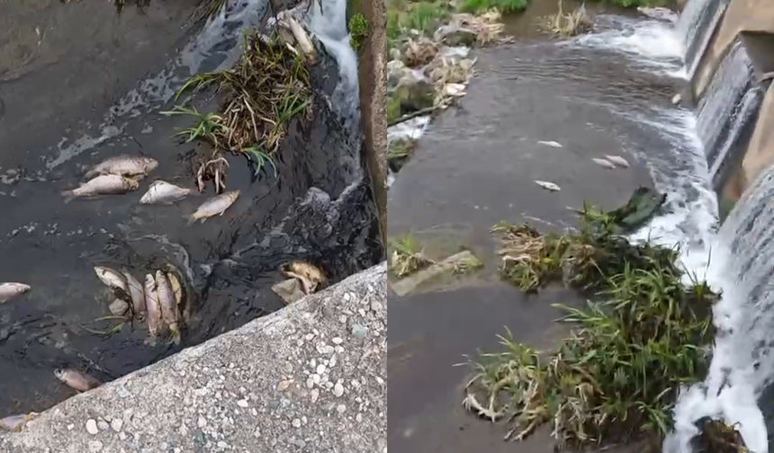 Eskişehir’de Felaket! Sarısu Deresi’nde Yüzlerce Balık Telef oldu!