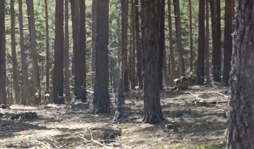 Eskişehir’de Geyik Sürüsü Bir Kez Daha Ortaya Çıktı!