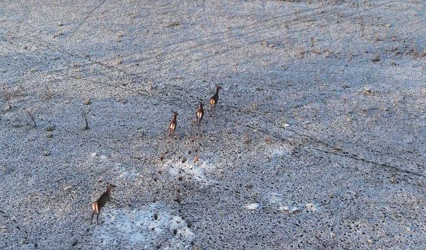 Eskişehir’de Karla Kaplı Doğada Geyik Sürüsü Görüntülendi!