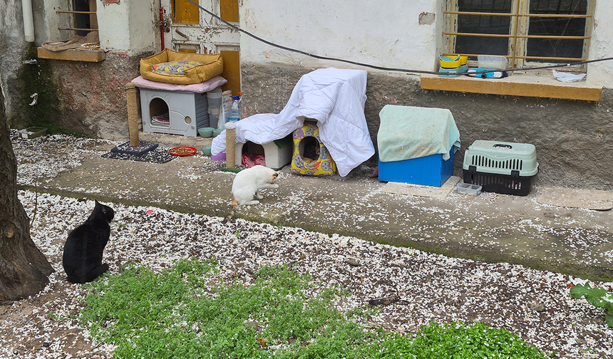 Eskişehir’de Kediler İçin Hayvanseverlerden Anlamlı Not!