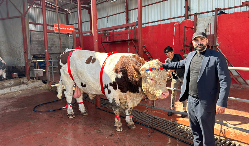 Eskişehir’de 1 Ton 300 Kiloluk Şampiyon Dana Satışta!