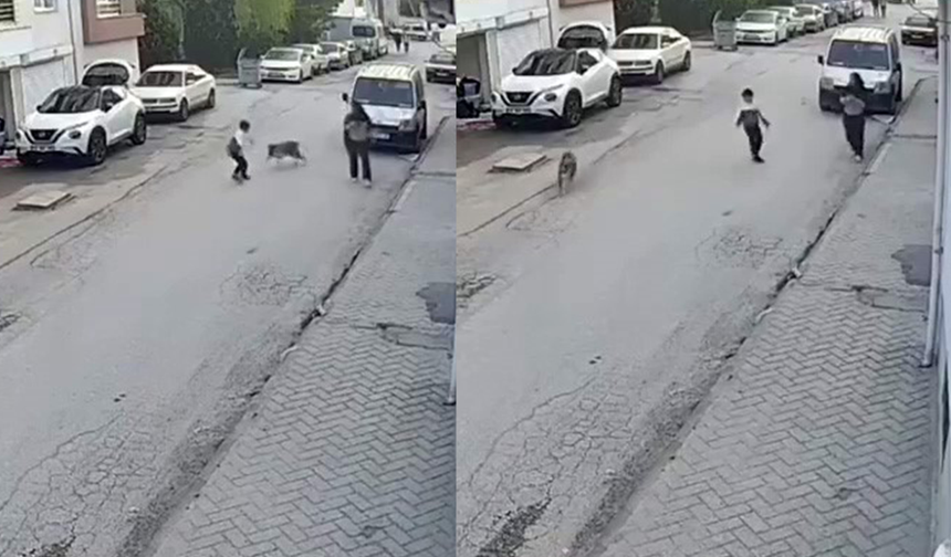 Eskişehir’de Köpeğin Oyunu Küçük Çocuğu Korkuttu