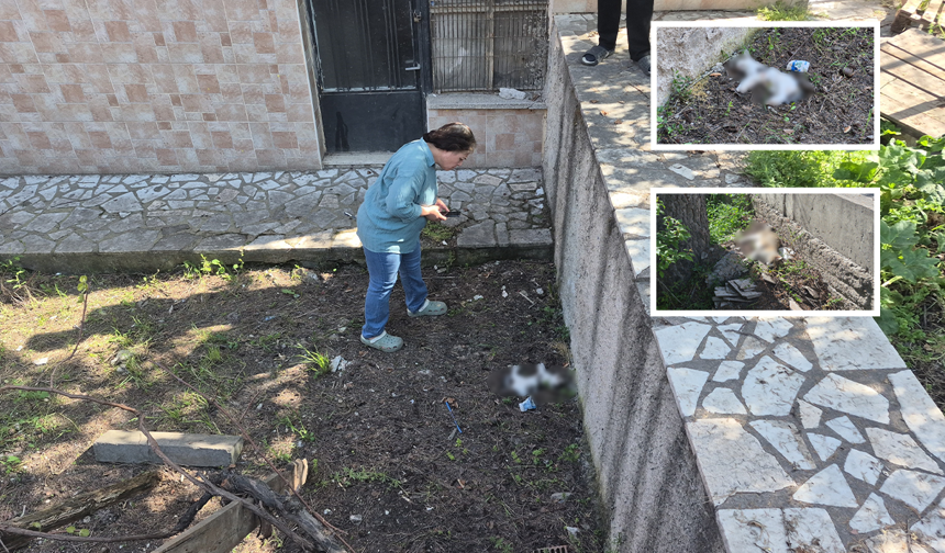 Eskişehir’de Şüpheli Şekilde Telef Olan Kediler İçin Ekipler Harekete Geçti!