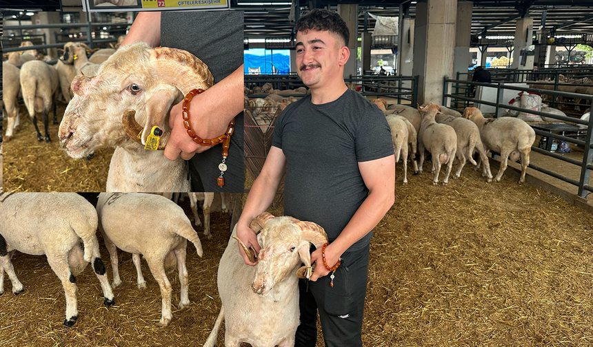 Eskişehir’de Yetiştirilen Gergedan Koç İlgi Odağı Oldu