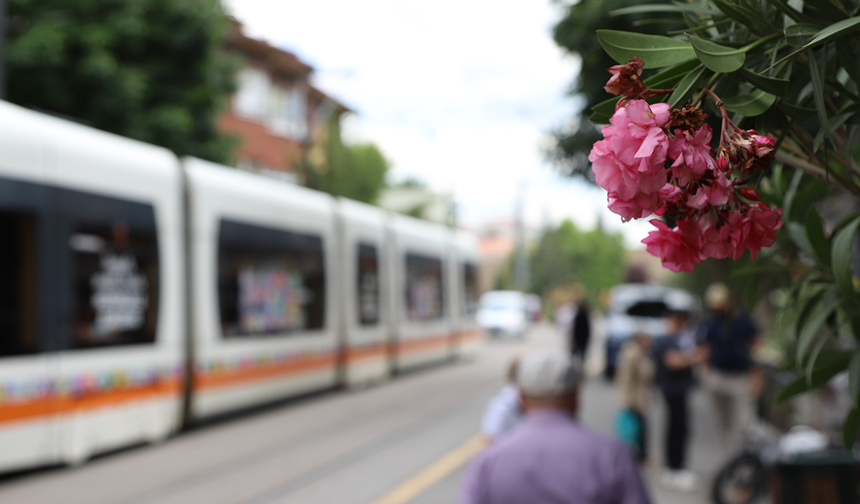 Eskişehir'in En Gözde Caddesini Artık Bu Ağaçlar Süsleyecek!