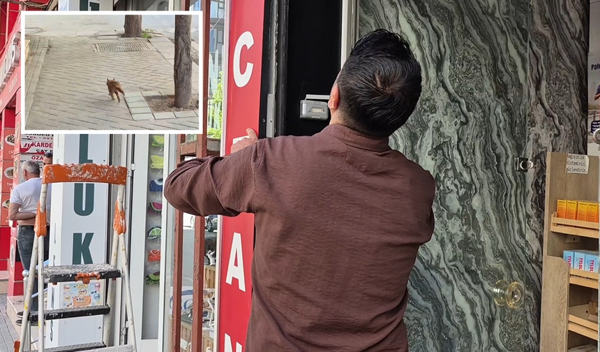 Eskişehir’de Yavru Kediyi Kurtarmak İçin Esnaf Seferber Oldu