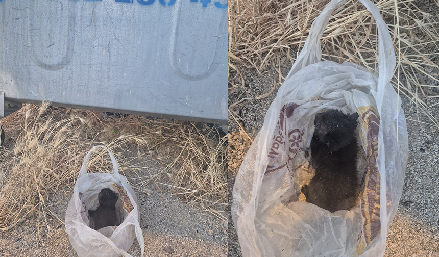 Eskişehir'de Kan Donduran Olay! Yavru Kediyi Poşete Koyup Çöpe Attılar!
