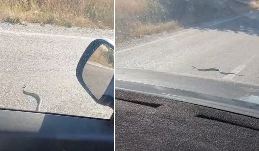 Eskişehir’de Yola Çıkan Yılan Ezilmekten Son Anda Kurtuldu!