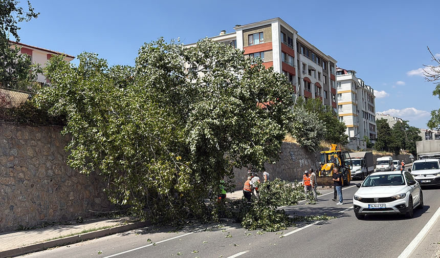 Eskişehir’de Yola Devrilen Ağaç Trafiği Aksattı!