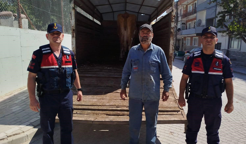 Eskişehir'de Çalınan Hayvanlardan Biri Bulundu!