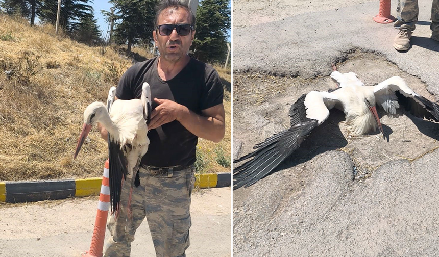 Eskişehir’de Yaralı Leylek Tedavi Edilmeyi Bekliyor!