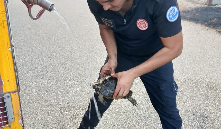 Eskişehir’de Alevlerin Ortasında Kalan Kaplumbağa Son Anda Kurtarıldı!