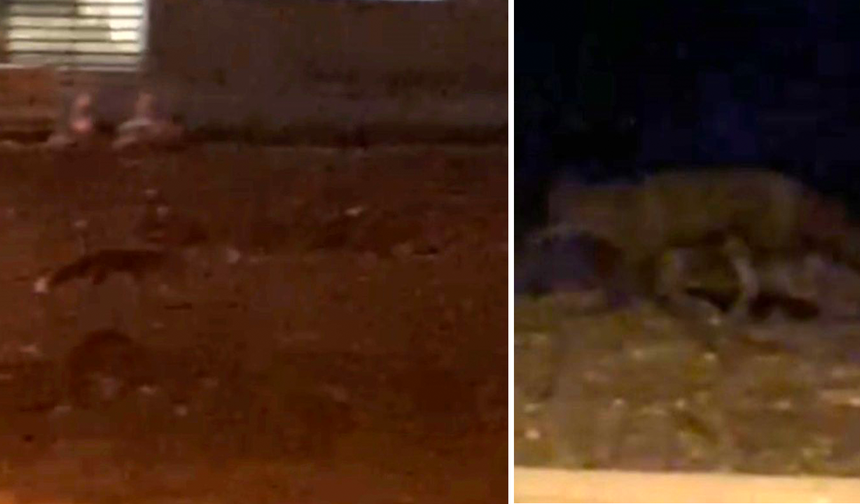 Eskişehir’de Yemek Arayan Tilki Gece Sokağa İndi!