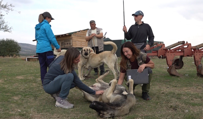 Eskişehir'deki Çoban Köpekleri İtalyanları Büyüledi!