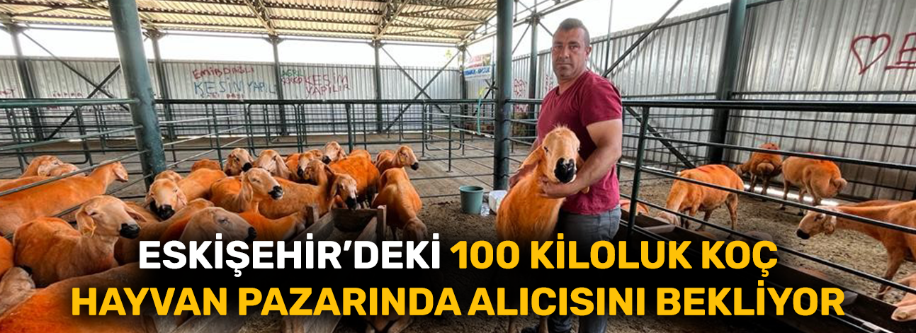 Eskişehir’deki 100 kiloluk koç hayvan pazarında alıcısını bekliyor