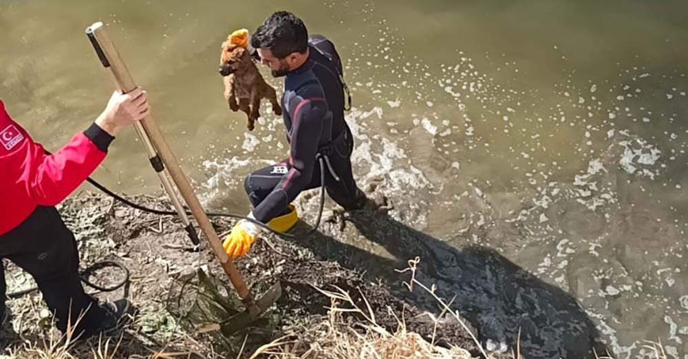 Edinilen bilgilere göre, Organize Sanayi Bölgesi’nden geçen sulama kanalına yavru köpek düştü. Düştüğü kanalda mahsur kalan yavru köpeğin imdadına Dorlion Arama Kurtarma (DAK) ekipleri yetişti.