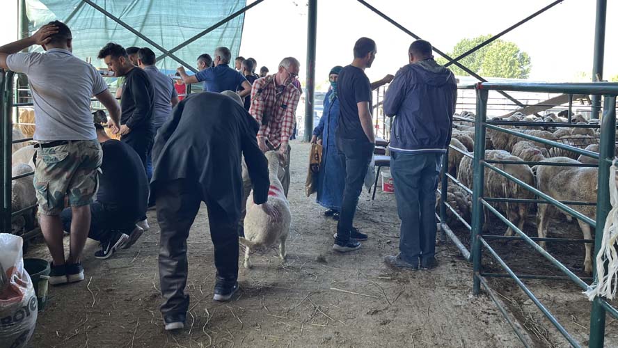Eskişehir'de kurban edecekleri hayvanları satın alma işlemini Kurban Bayramının ilk gününe bırakanlar umduğunu bulamadı. 
