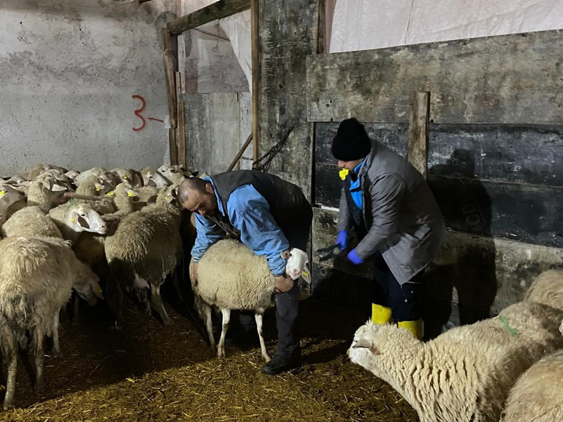 Hayvanların Sağlık Kontrolleri Yapıldı