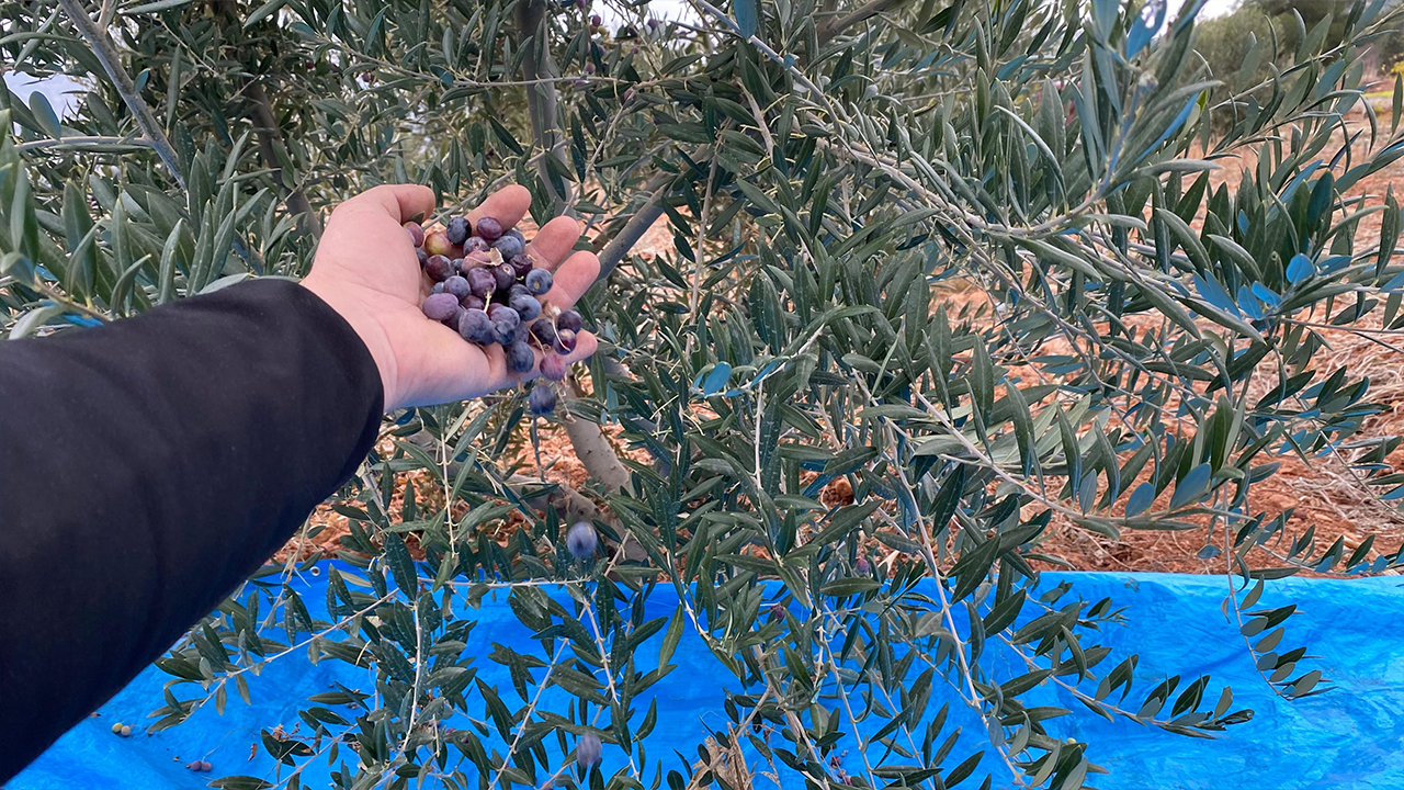 Mayıslar Mahallesi'nde Soğuk Havaya Rağmen 300 Kilo Zeytin Zeytin Hasat Edildi