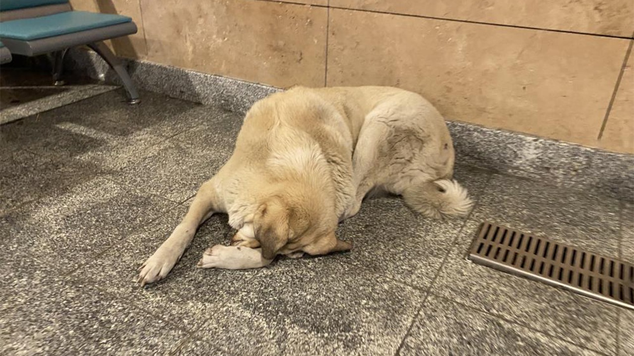 Tren Garına Sığınan Köpek