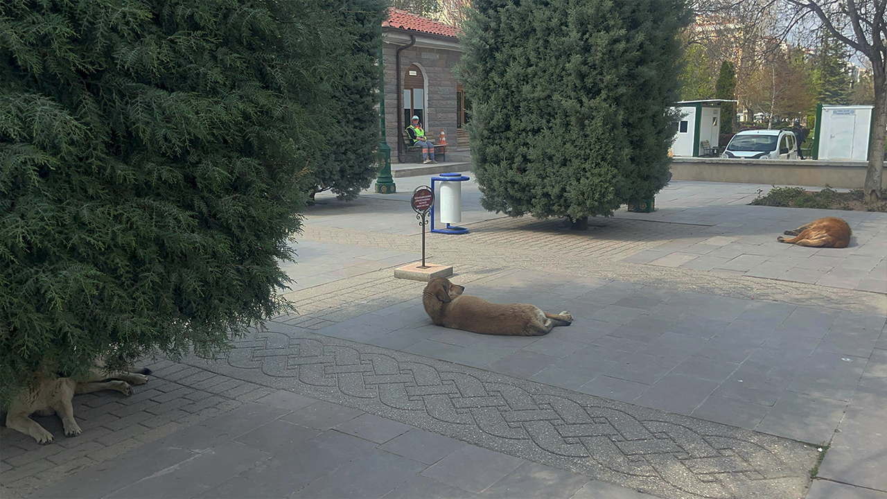 Eskişehir’de Köpeklerin Saldırısına Uğrayan 2 Çocuk Yaralandı