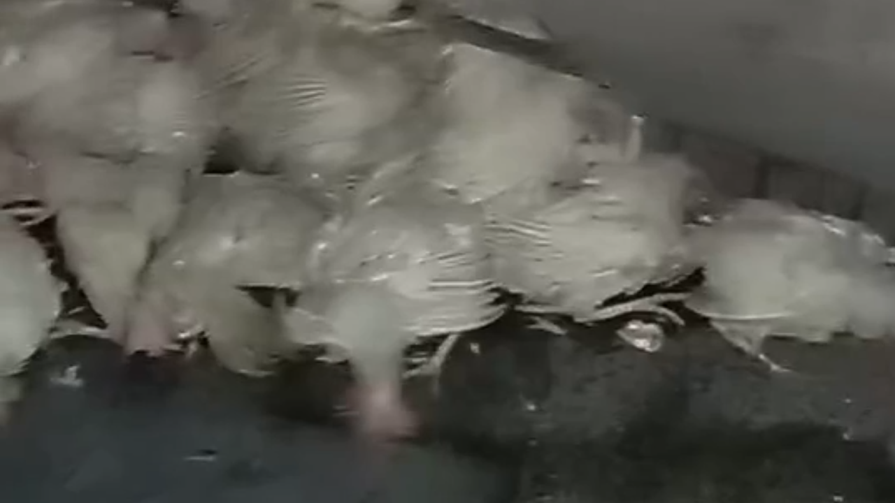 Tır Devrildi