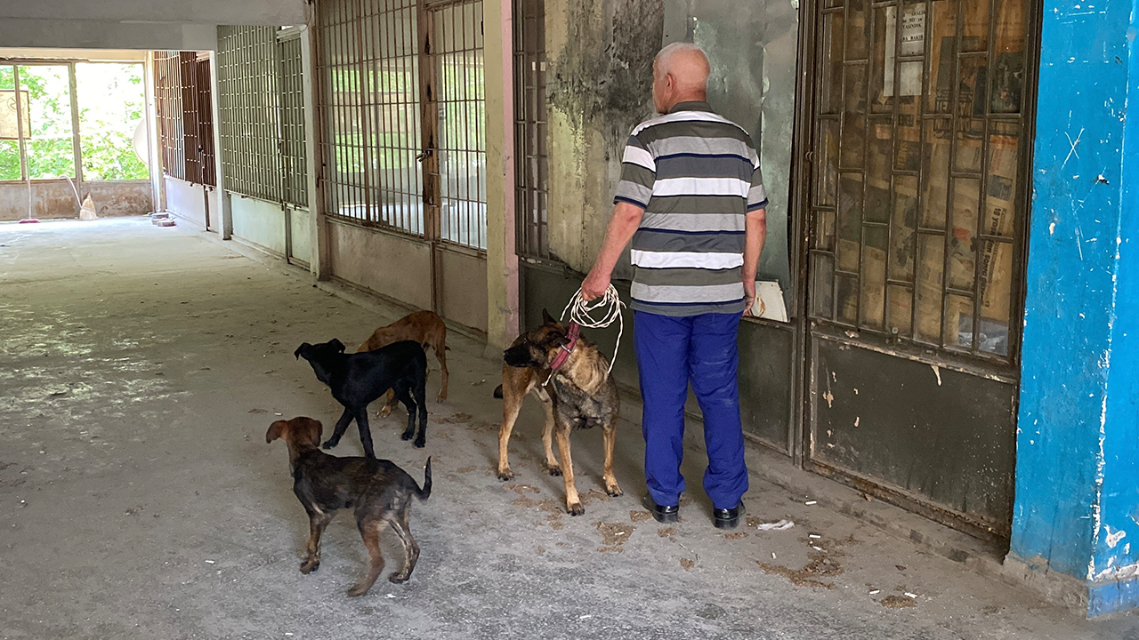 Eskişehirde Kurtarılan Köpekler
