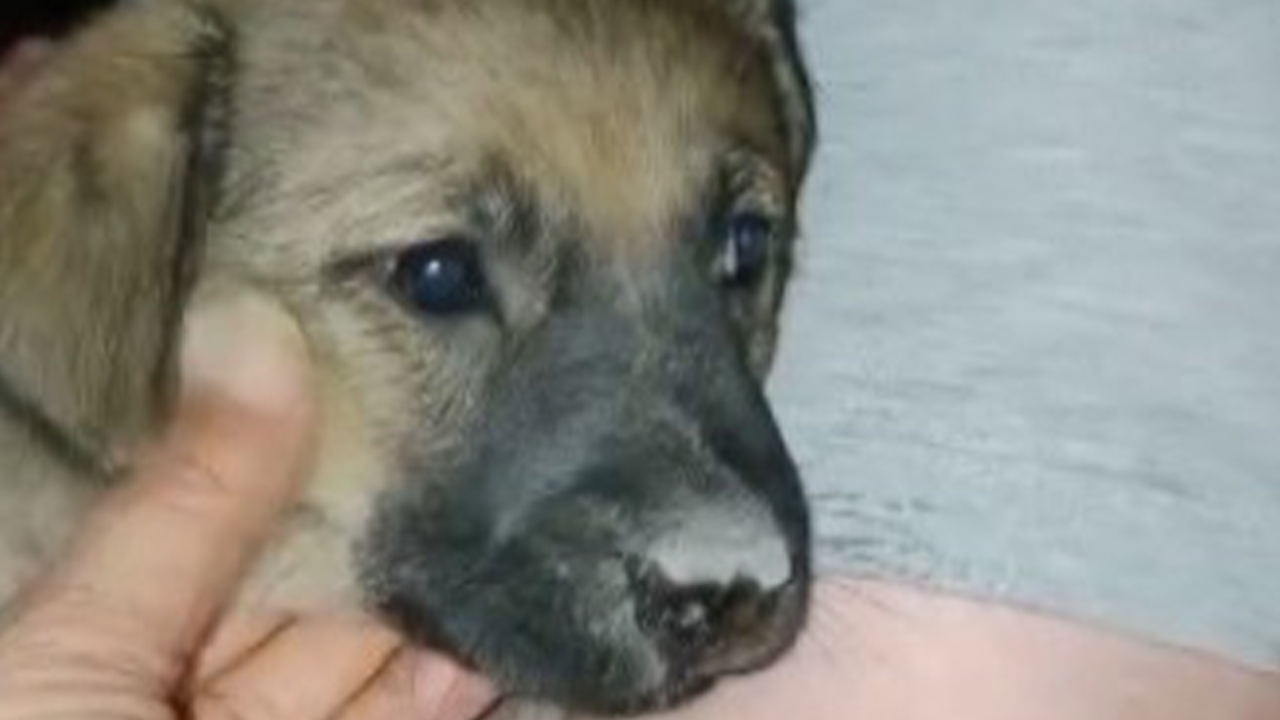 Eskişehir’de Trafoda Sıkışan Yavru Köpeğe Duyarsız Kalmadılar1