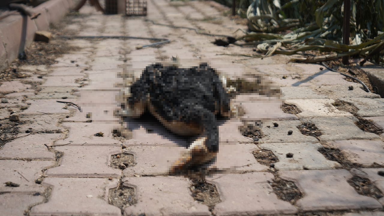 Yangında Telef Olan Hayvanlar