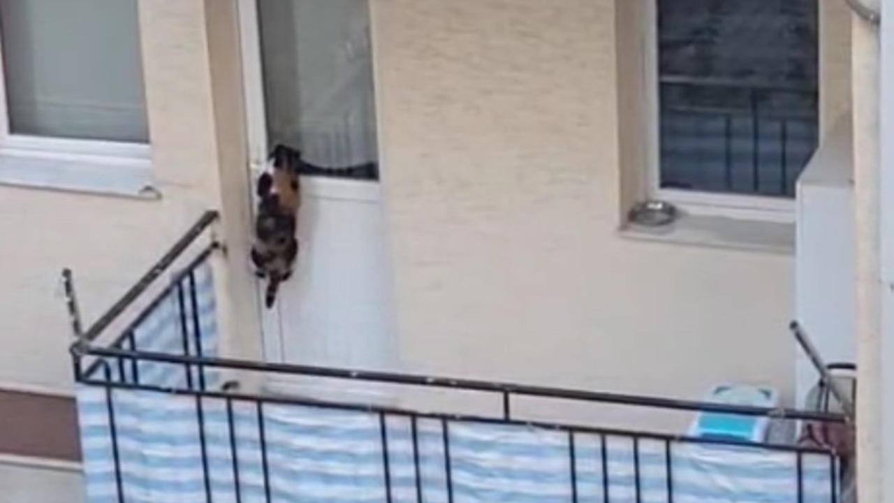 Balkonda Tutulan Kedi