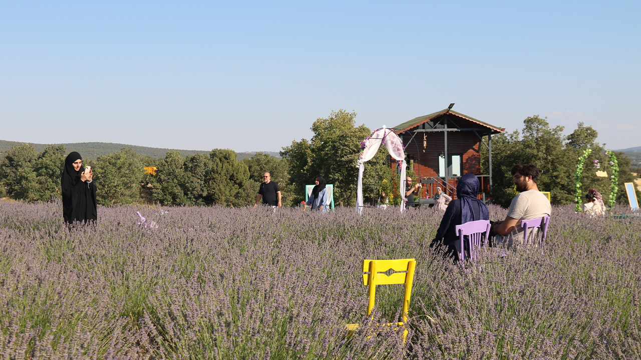 Eskişehir Lavanta Tarlası