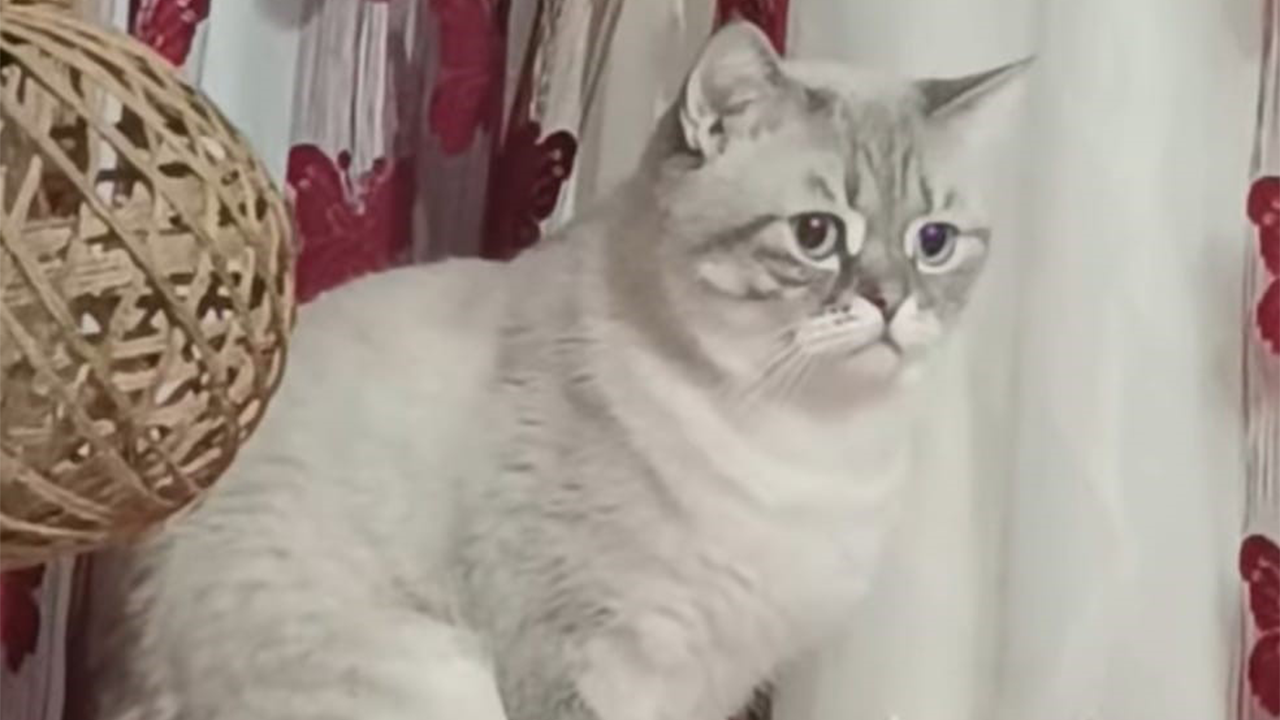 Eskişehirde Kaybolan Kedi